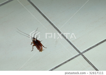 Cockroach pest crawling on ceramic floor close up 32817111