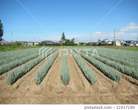 White onion field summer White onion field summer 32817280