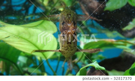 蝴蝶魚表面鏡子 蝴蝶魚表面鏡子 32817370