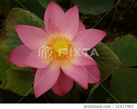 荷花聖潔高雅 32817463