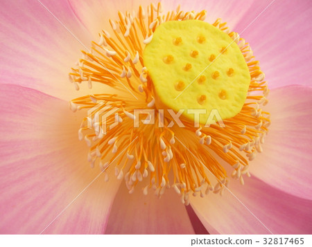 荷花聖潔高雅 32817465