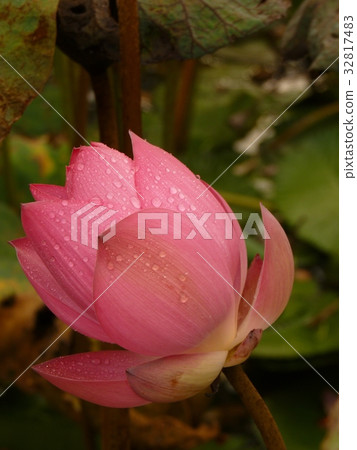 荷花聖潔高雅 荷花聖潔高雅 32817483