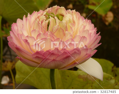 荷花聖潔高雅 32817485