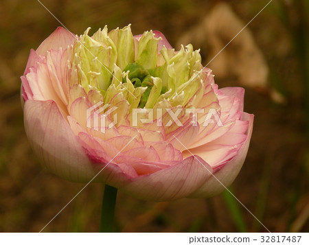 荷花聖潔高雅 荷花聖潔高雅 32817487