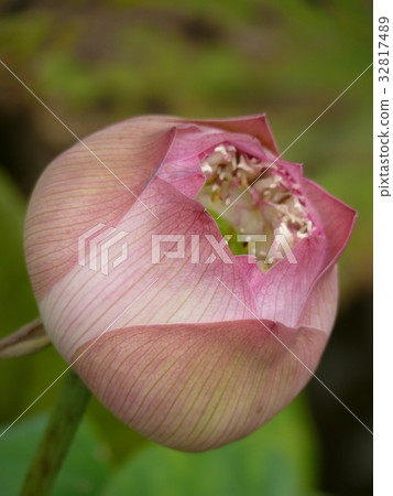 荷花聖潔高雅 荷花聖潔高雅 32817489