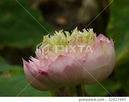 荷花聖潔高雅 32817497