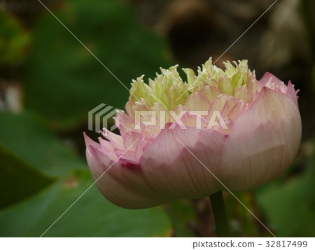 荷花聖潔高雅 32817499