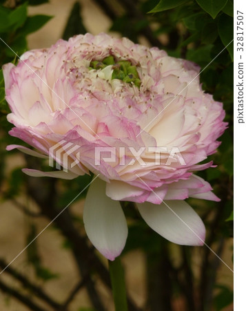 荷花聖潔高雅 荷花聖潔高雅 32817507