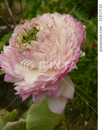 Lotus holy elegance 32817510