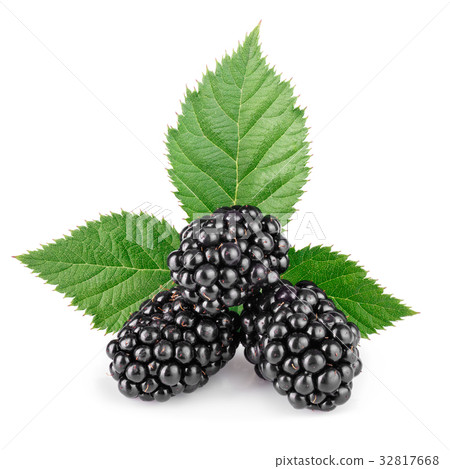 blackberries with leaf isolated on white-圖庫照片