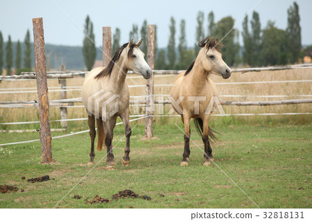Two horses together on pasturage 32818131