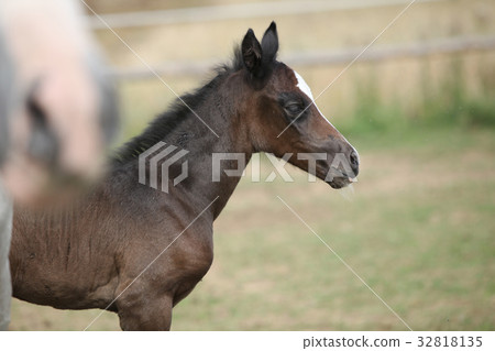 Nice foal on pasturage Nice foal on pasturage 32818135