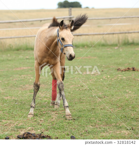 Injured foal on pasturage Injured foal on pasturage 32818142