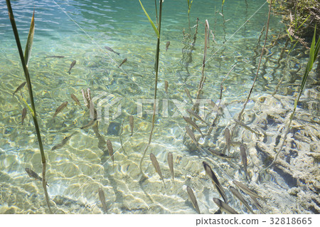 Beautiful water swim fish 32818665