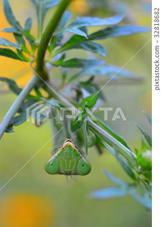 White-tailed Mantis 32818682