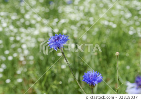 Cornflower Cornflower 32819037