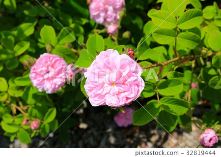 Petite Reset Kentifolia 32819444