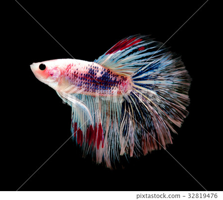 Siamese fighting fish on black background 32819476
