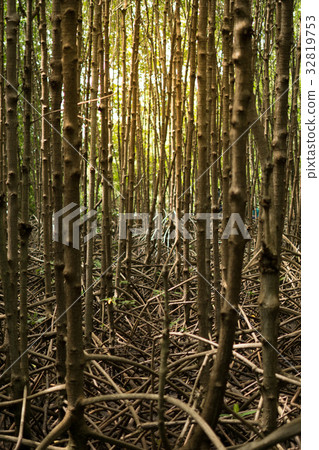 Mangrove forest. Mangrove forest. 32819753