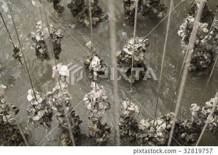 Oyster farm in Thailand. Oyster farm in Thailand. 32819757