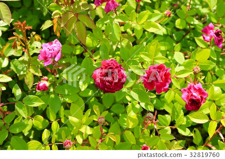 Purple ball / Garica 32819760