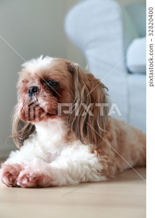 Dog 32820400