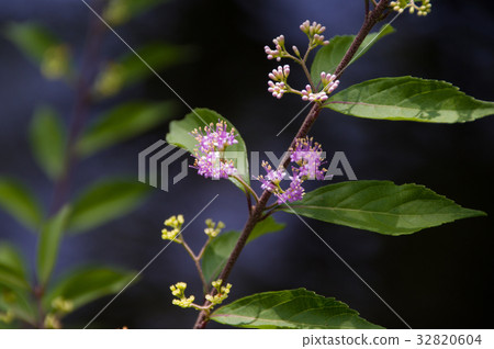 Small purple flowers 32820604