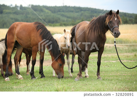 Horses together on pasturage 32820891