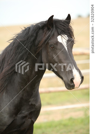 Amazing black stallion on pasturage Amazing black stallion on pasturage 32820904