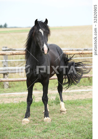 Amazing black stallion on pasturage 32820905