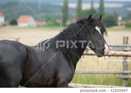 Amazing black stallion on pasturage Amazing black stallion on pasturage 32820907