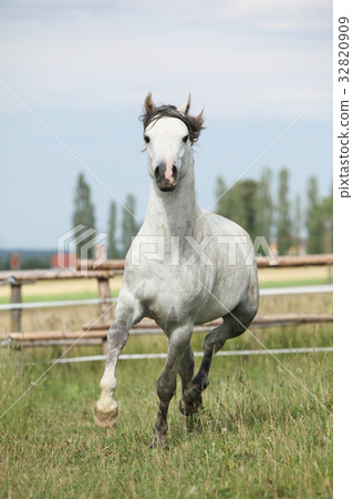 Amazing pony moving on pasturage 32820909