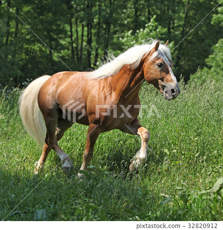 Amazing haflinger running on pasturage 32820912