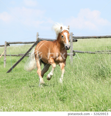 Amazing haflinger running on pasturage Amazing haflinger running on pasturage 32820913
