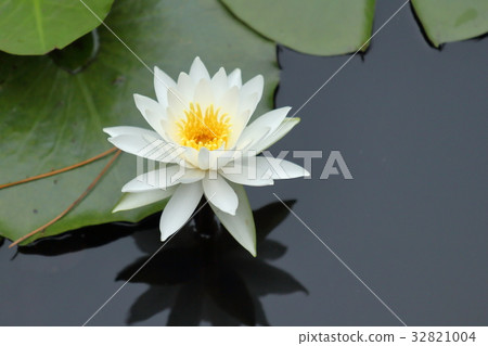 Water lily in Yokohama Sankeien 32821004