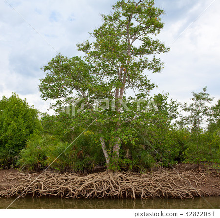Mangrove Forest Mangrove Forest 32822031