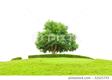 Tree and field of grass on small mountain Tree and field of grass on small mountain 32825745