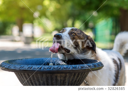 Dog drinking water Dog drinking water 32826385