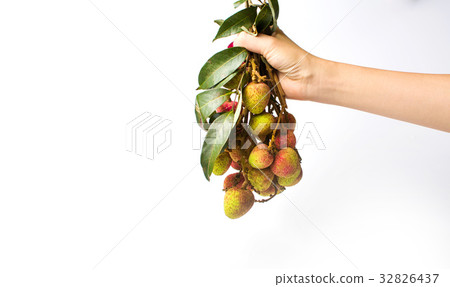 Hand holding lychee fruit bouquet 32826437