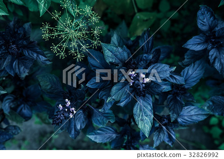 Green leaves creative pattern 32826992