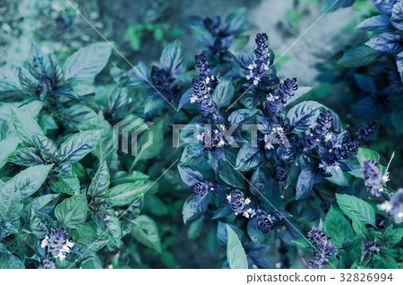 Green leaves creative pattern 32826994