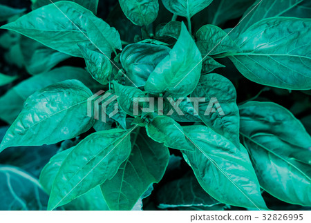 Green leaves creative pattern Green leaves creative pattern 32826995