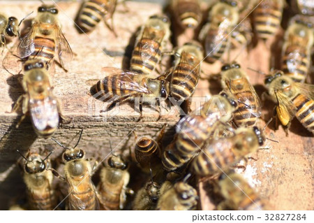 日本蜜蜂家族、牧群、遊行、可持續環境、農藥新菸鹼 32827284