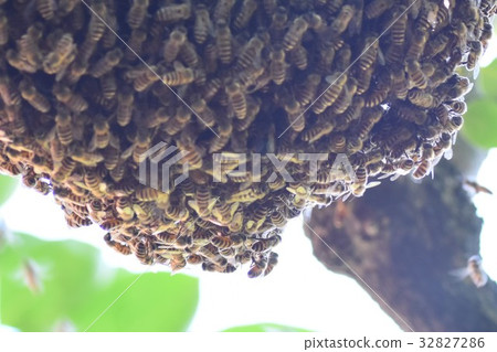 Japanese honeybee family, herd, procession, sustainable environment, pesticide neonicotinoid Japanese honeybee family, herd, procession, sustainable environment, pesticide neonicotinoid 32827286