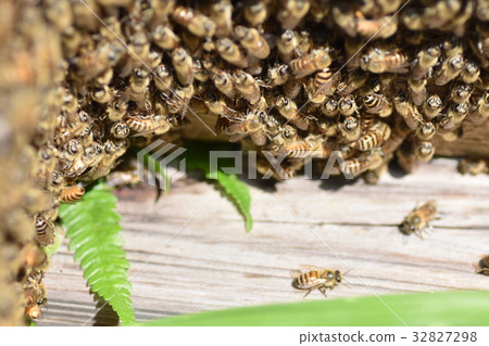 日本蜜蜂家族、牧群、遊行、可持續環境、農藥新菸鹼 日本蜜蜂家族、牧群、遊行、可持續環境、農藥新菸鹼 32827298