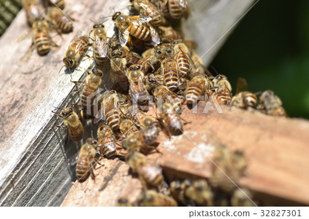 Japanese honeybee family, herd, procession, sustainable environment, pesticide neonicotinoid Japanese honeybee family, herd, procession, sustainable environment, pesticide neonicotinoid 32827301