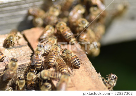 Japanese honeybee family, herd, procession, sustainable environment, pesticide neonicotinoid Japanese honeybee family, herd, procession, sustainable environment, pesticide neonicotinoid 32827302