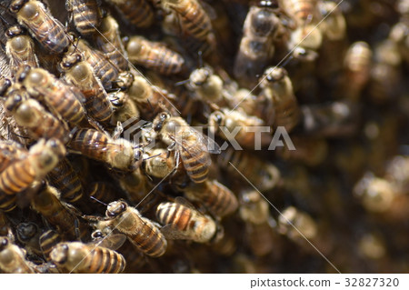 Japanese honeybee family, herd, procession, sustainable environment, pesticide neonicotinoid Japanese honeybee family, herd, procession, sustainable environment, pesticide neonicotinoid 32827320