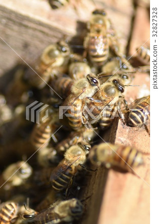 Japanese honey bee family, herd, procession sustainable environment pesticide neonicotinoid 32827328