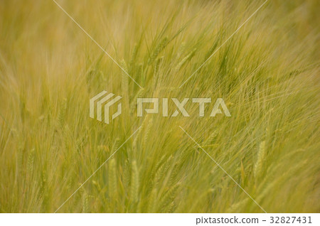 Wheat field (Hokkaido Abashiri City) Wheat field (Hokkaido Abashiri City) 32827431